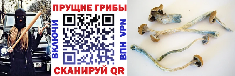 Псилоцибиновые грибы Psilocybe  наркотики  Первоуральск 